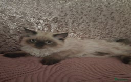 Persian cats for sale: PERSIAN HIMALAYAN Kittens for Sale!   - Image 2