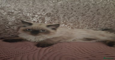 Persian cats - Advert 8