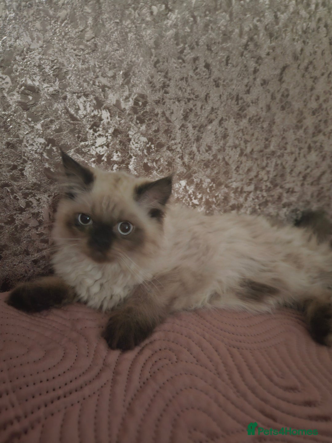 Persian cats for sale: PERSIAN HIMALAYAN Kittens for Sale!   - Image 2