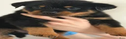 Rottweiler dogs for sale: Only 4 Beautiful Rottweiler Pups Ready in 2 weeks  - Advert 40