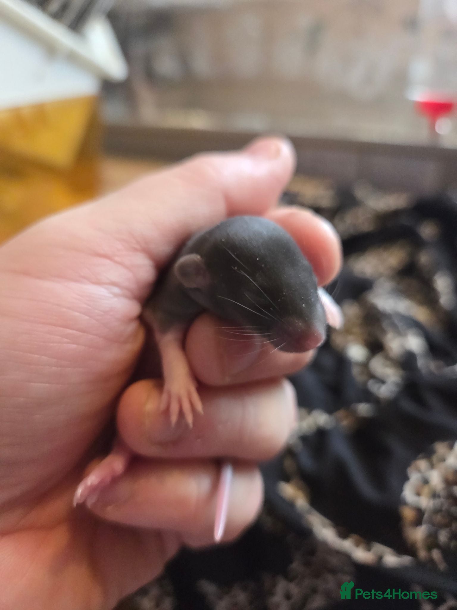 Rat rodents Dumbos and fancy rats sometimes balds.  - Advert 2