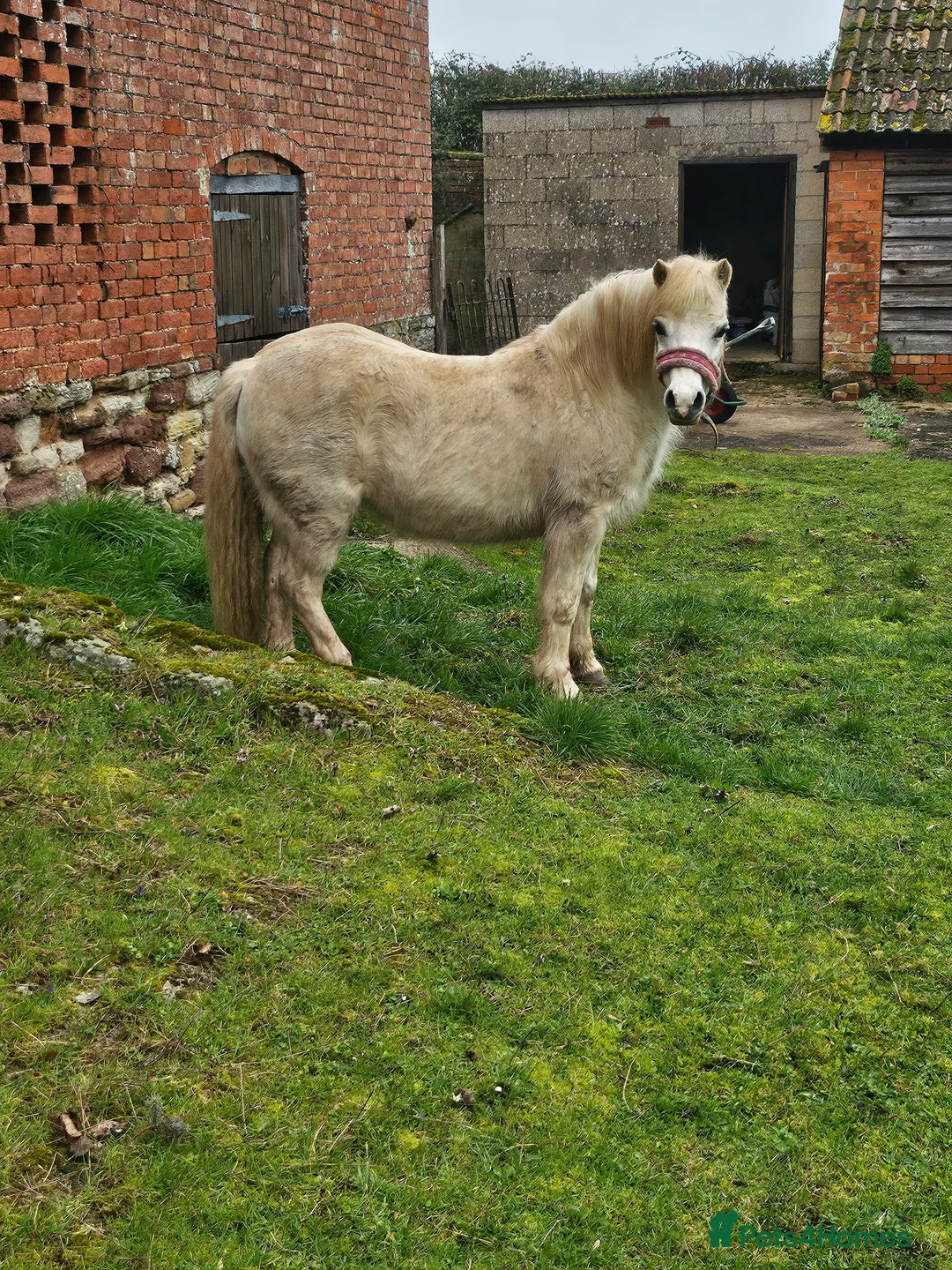 Welsh Section A horses for sale: Polly in Gloucester - Advert 2