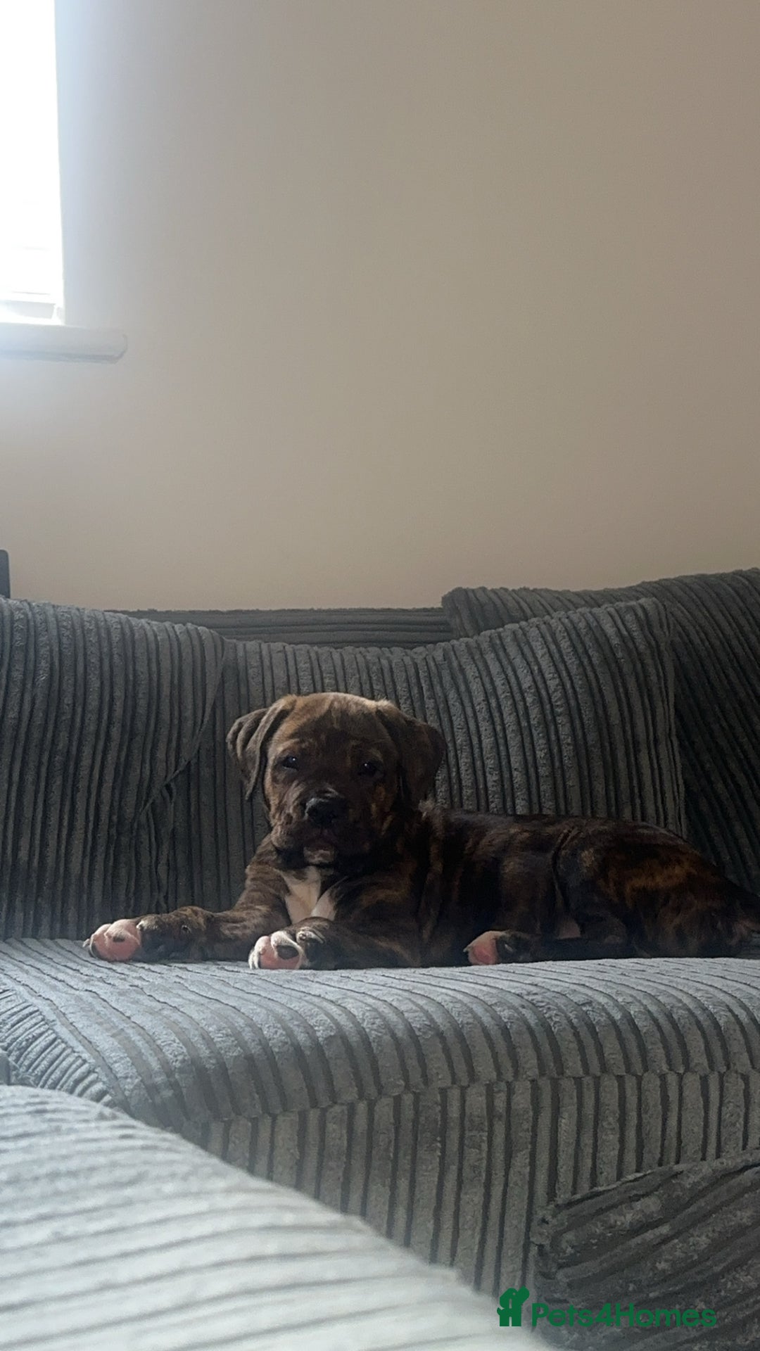 Mixed Breed dogs for sale:  American Bulldog x French Mastiff puppy for sale  - Image 2