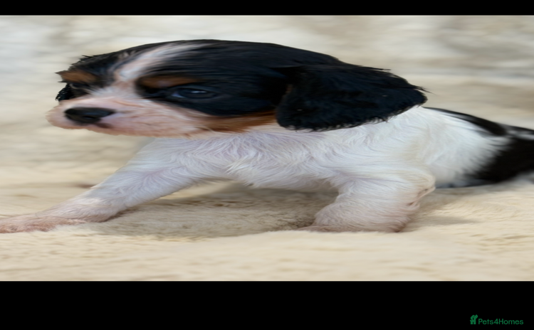 Cavalier King Charles Spaniel dogs - Advert 1