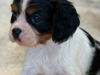 Cavalier King Charles Spaniel dogs - Advert 17