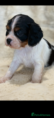 Cavalier King Charles Spaniel dogs - Advert 1