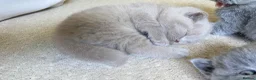 British Shorthair cats for sale: 🐱🥇Gorgeous Full Pedigree BSH Kitten champ line🩸 - Advert 5