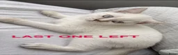 British Shorthair cats for sale: LAST KITTEN LEFT FEMALE PRICE NEGOTIABLE  - Advert 1