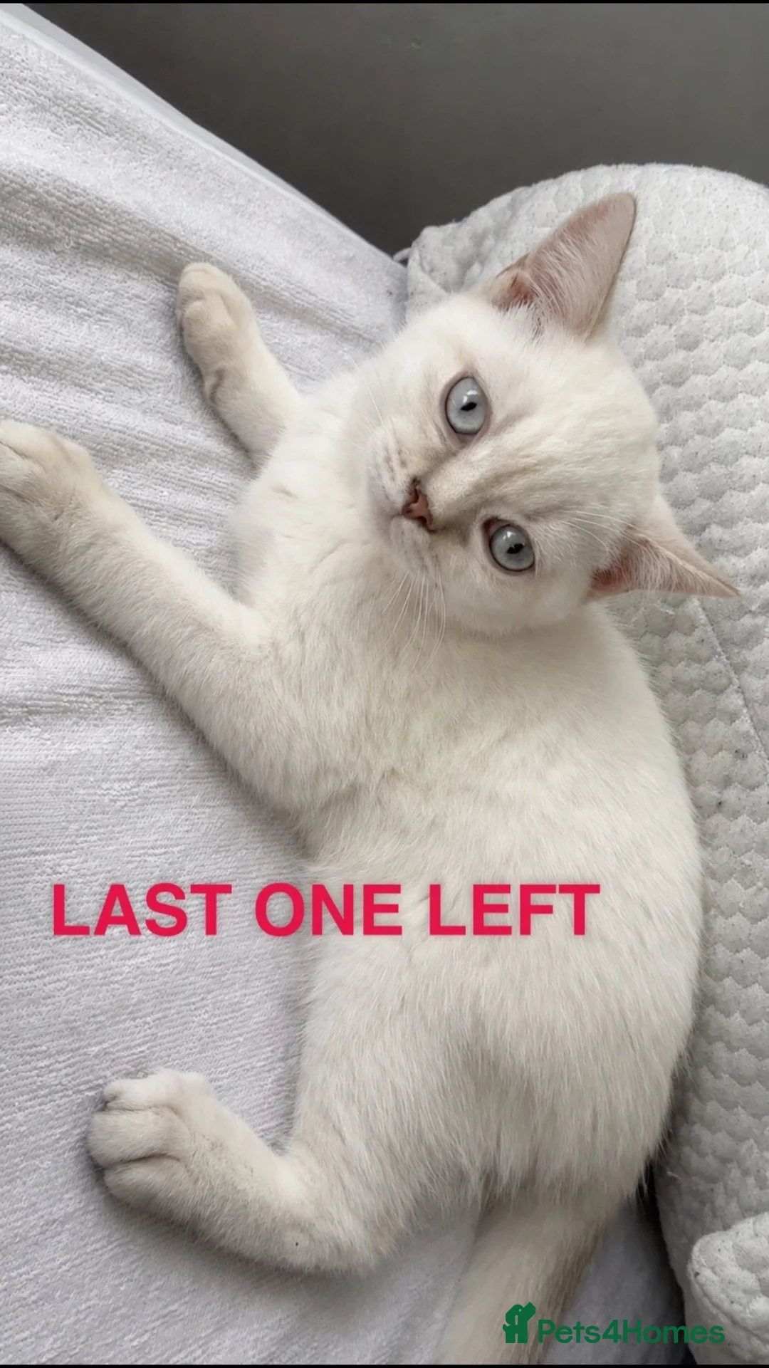 British Shorthair cats for sale: LAST KITTEN LEFT FEMALE PRICE NEGOTIABLE  - Advert 1