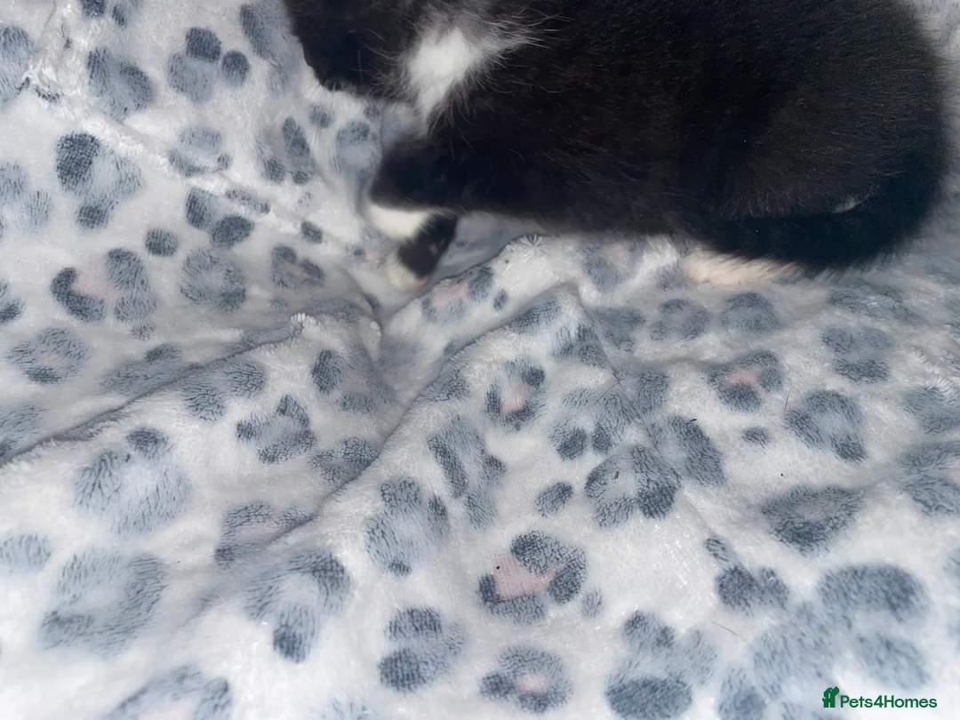 Mixed Breed cats for sale: ready to leave now! black and white kittens - Advert 21