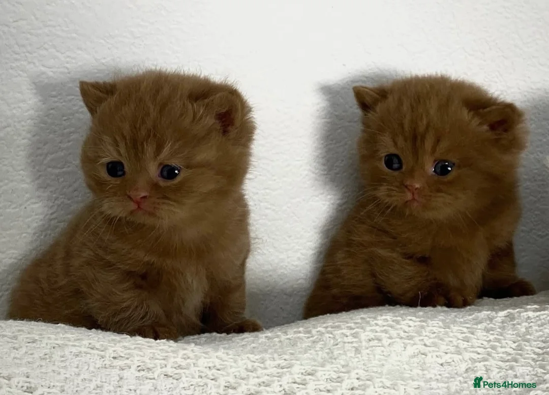 British Shorthair cats for sale: Beautiful cinnamon British shorthair kittens - Advert 2