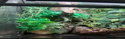 Gecko reptiles for sale: Tokay gecko full setup  in Bishop Auckland - Advert 4