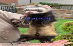 Ferret rodents for sale: Ferret kits and adults of va ages read descr  - Image 22