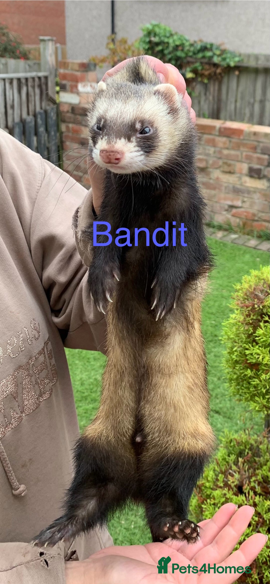 Ferret rodents for sale: Ferret kits and adults of va ages read descr  - Image 22