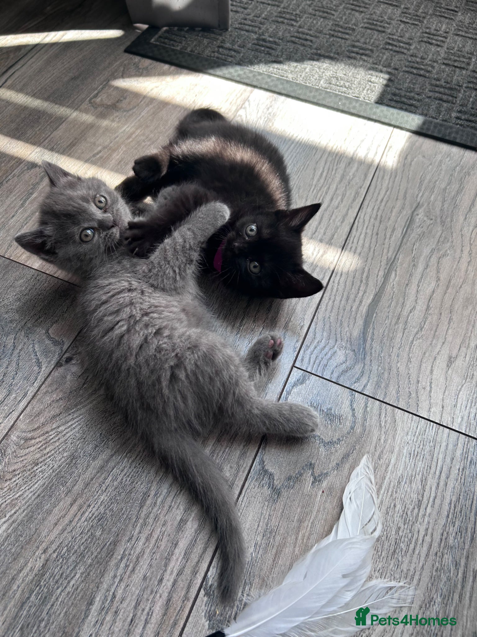 British Shorthair cats for sale: 5 British shorthair kittens  - Advert 14