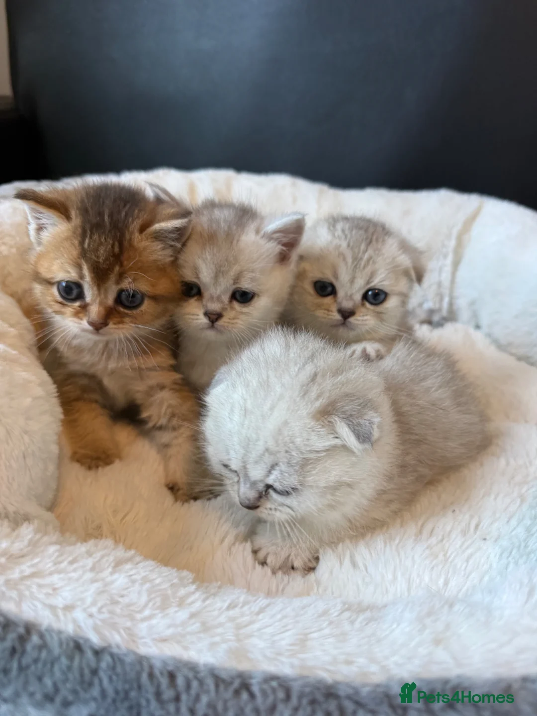 Scottish Fold cats for sale: Scotish Fold / Scotish straight - Advert 2