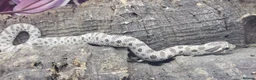 Snake reptiles for sale: Baby Western Hognoses mixed sex and morphs £100ea - Advert 15