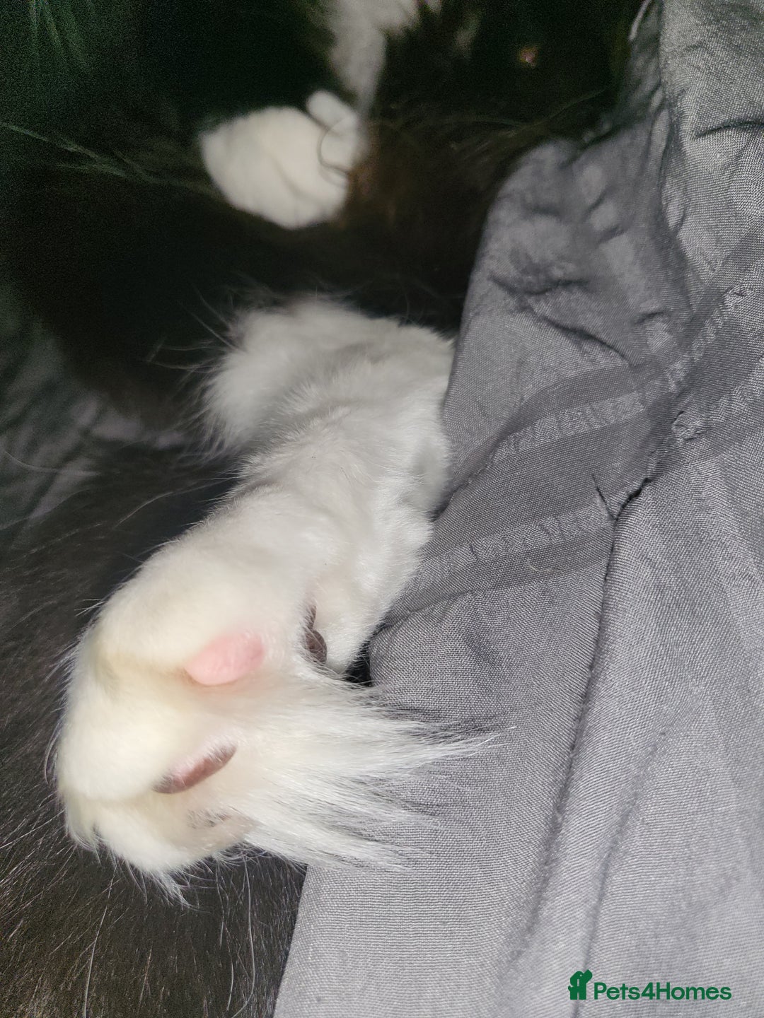 British Longhair cats for sale: Semi long haired tuxedo  - Image 3
