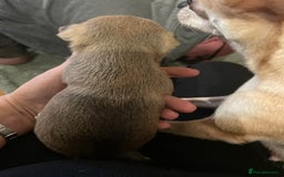 Chihuahua dogs for sale: Brother and sister Chihuahua - Advert 22