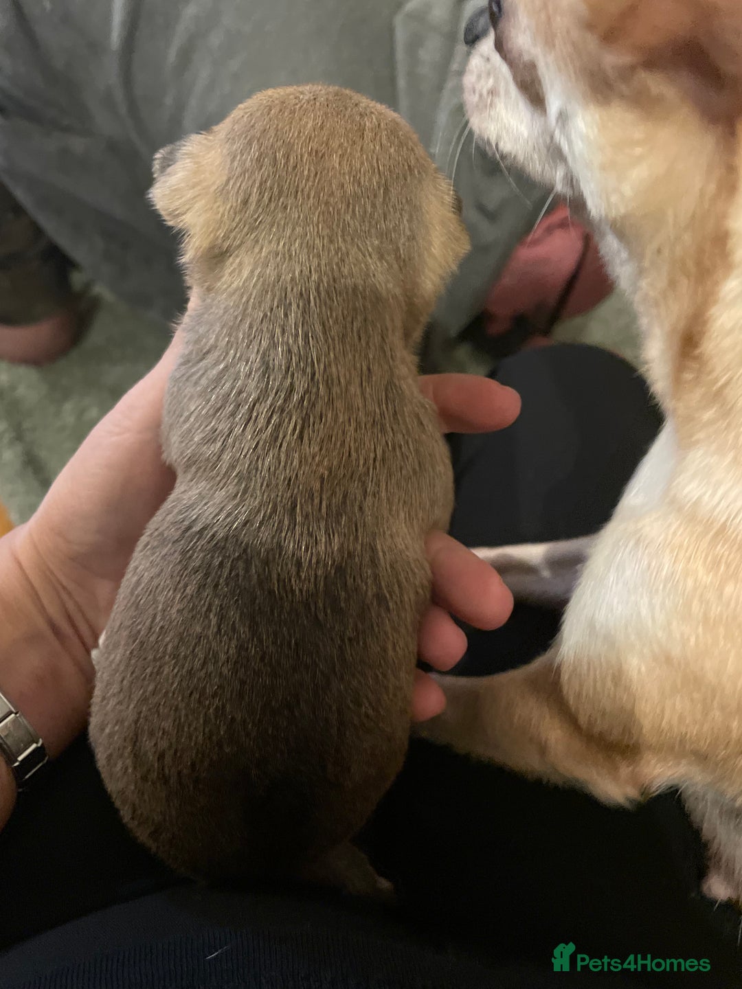 Chihuahua dogs for sale: Brother and sister Chihuahua - Advert 22