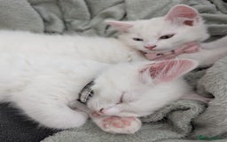 Mixed Breed cats for sale: x2 Fluffy white kittens - Image 4