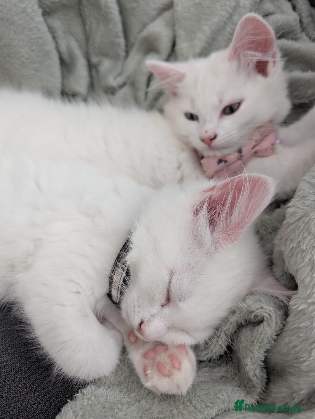 Mixed Breed cats for sale: x2 Fluffy white kittens - Image 4