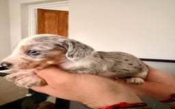 Mixed Breed dogs for sale: Miniature Dachshund × Dachshund Cockapoo Puppies - Advert 16