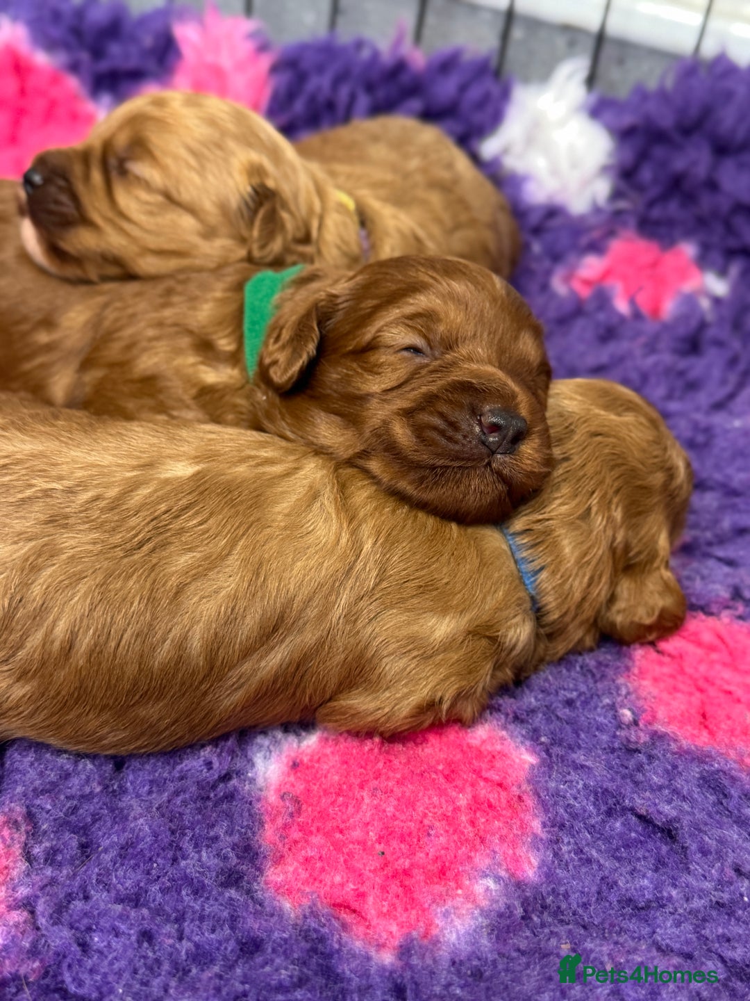 Toy Poodle dogs for stud: Toy Poodle KC - Stud and  fully health tested  - Image 28