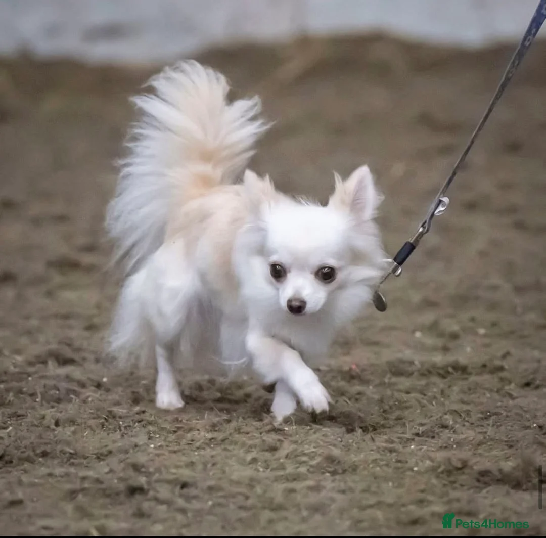 Mixed Breed dogs for sale: Two females to go together  - Advert 1