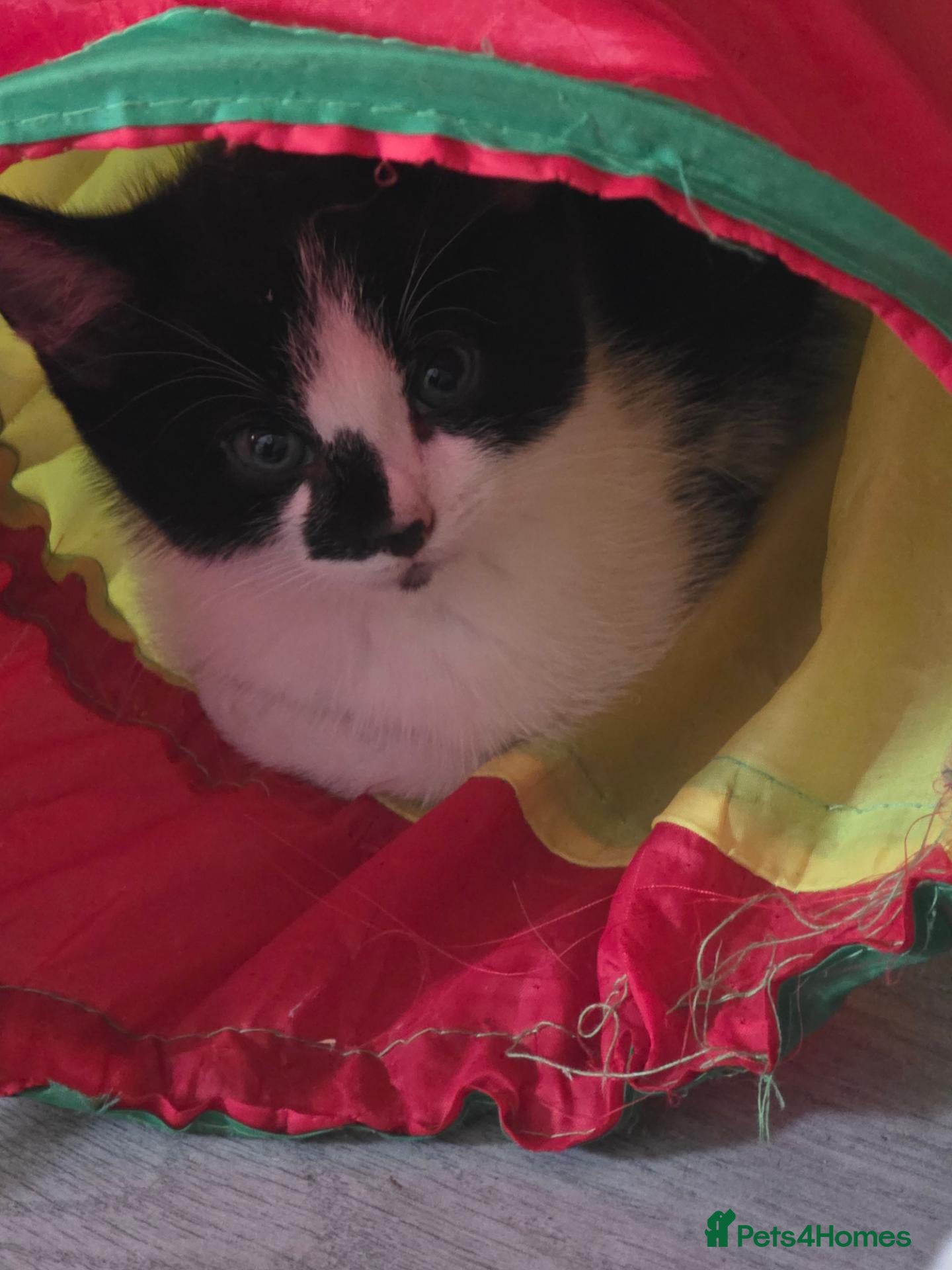 Mixed Breed cats Male and female kittens looking for loving homes - Advert 14
