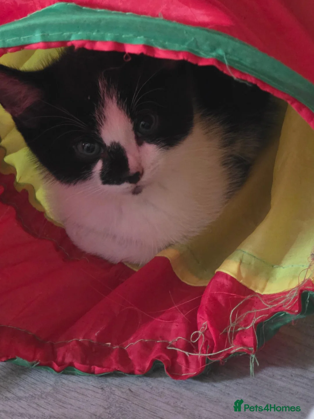 Mixed Breed cats for sale: Male and female kittens looking for loving homes - Advert 1