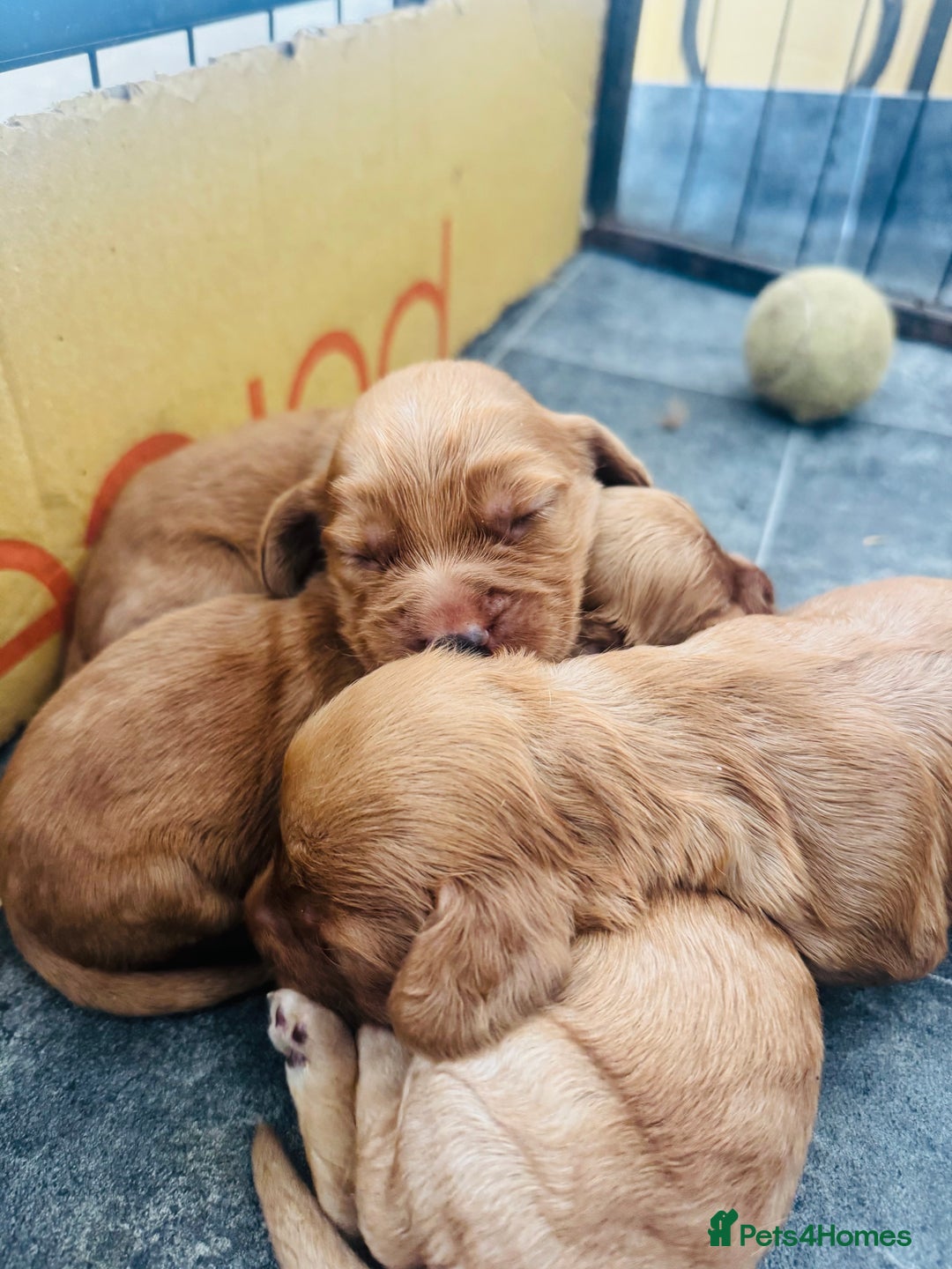 Cocker Spaniel dogs for sale: Ginger/Lemon Cocker Spaniel Puppies - Image 2