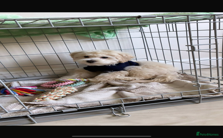 Maltipoo dogs - Advert 4