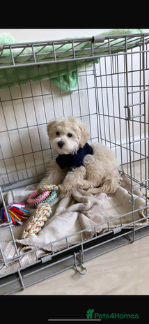 Maltipoo dogs - Advert 4