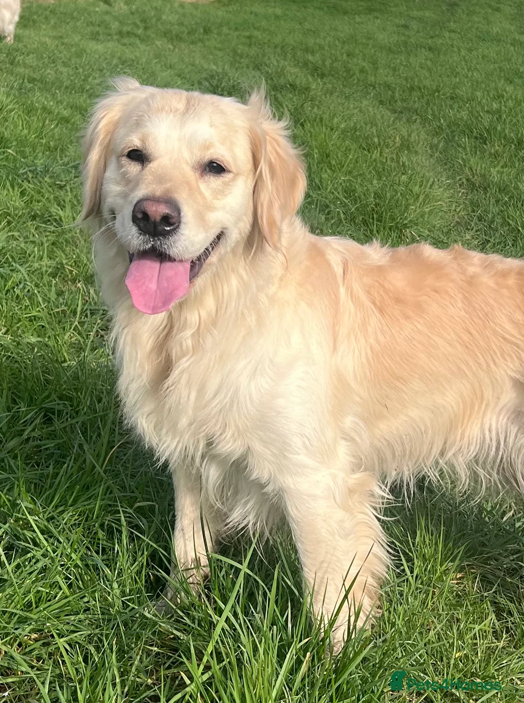 Golden Retriever dogs for sale: Exceptional Golden retriever litter planned  - Advert 1