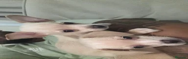 Chihuahua 2