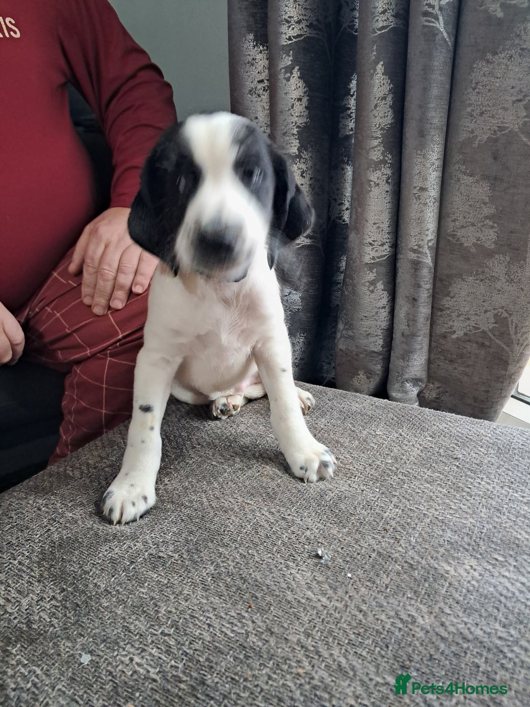 Mixed Breed dogs for sale: Lurch x jackapoo - Advert 8