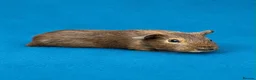 Guinea Pig rodents for sale: Beautiful Guinea Pig boars available  - Advert 8