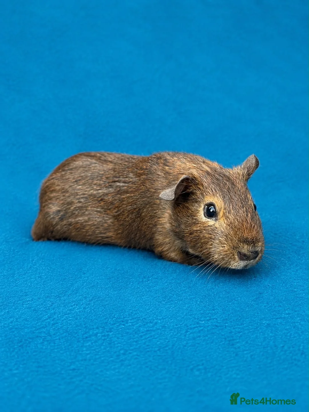 Guinea Pig rodents for sale: Beautiful Guinea Pig boars available  - Advert 8