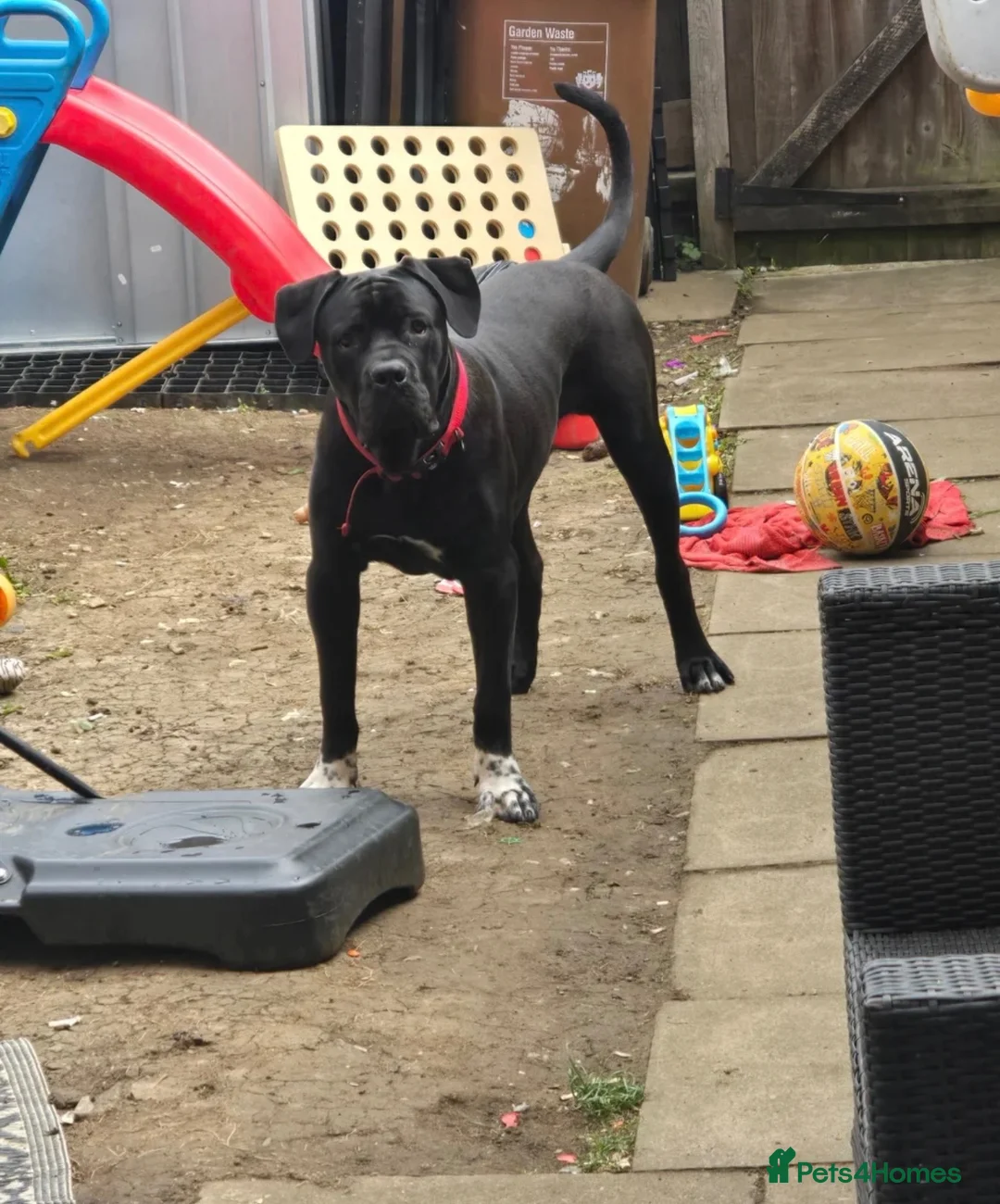 Cane Corso dogs for sale: Male cane corso  - Advert 1