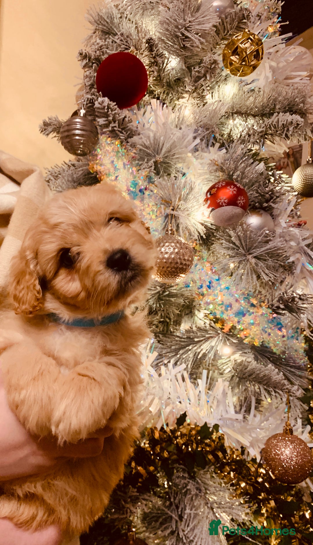 Mixed Breed dogs for sale: Cavapoo/Westiepoo - Advert 9