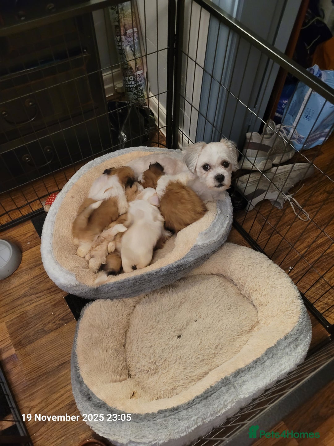 Lhasa Apso dogs for sale: Lhasa Apso puppies  - Advert 4