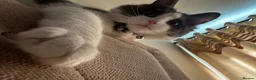 Mixed Breed cats for sale: My beautiful boy Bilbo - Advert 5