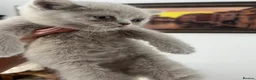 British Shorthair cats for sale: British Shorthair Kittens  - Advert 7