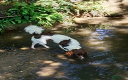 English Springer Spaniel dogs for sale: Male English Springer Spaniel - Image 3