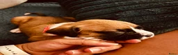Boxer dogs for sale: Boxer puppies  - Advert 25