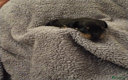 Miniature Dachshund dogs for sale: Miniature dachshund puppies - Image 17