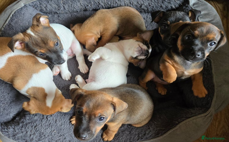 Jack Russell dogs - Advert 1