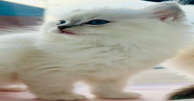 Ragdoll cats DNA Tested Charming Ragdoll Kittens - Advert 16