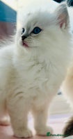 Ragdoll cats DNA Tested Charming Ragdoll Kittens - Advert 16